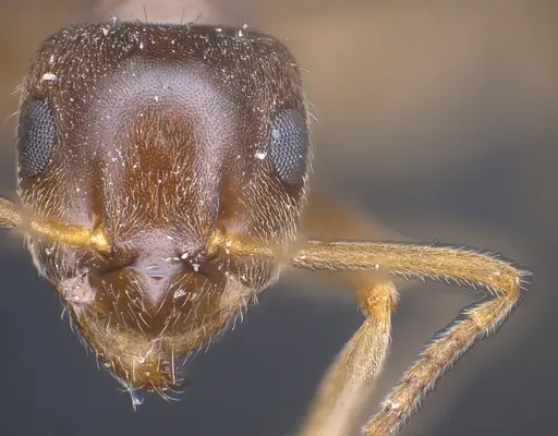 Lasius brevipalpus specimen ANTWEB1041434 image antweb1041434_3