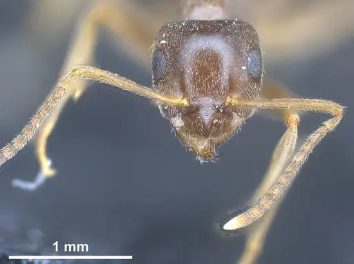 Lasius brevipalpus specimen ANTWEB1041434 image antweb1041434_4