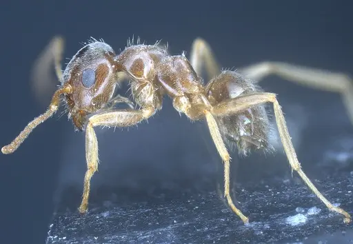 Lasius brevipalpus specimen ANTWEB1041434 image antweb1041434_5