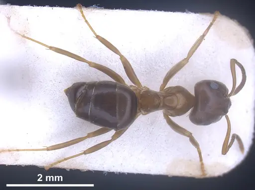 Lasius brunneus specimen ANTWEB1041436 image antweb1041436_1