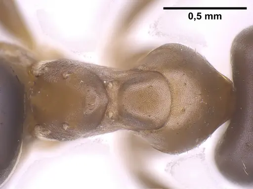 Lasius brunneus specimen ANTWEB1041436 image antweb1041436_2