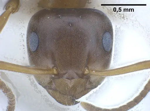 Lasius brunneus specimen ANTWEB1041436 image antweb1041436_3