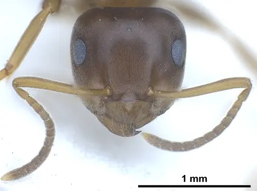 Lasius brunneus specimen ANTWEB1041436 image antweb1041436_4