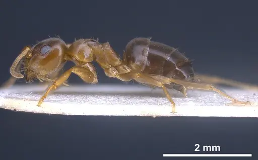 Lasius brunneus specimen ANTWEB1041436 image antweb1041436_5