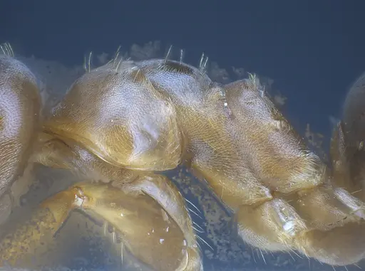Lasius brunneus specimen ANTWEB1041436 image antweb1041436_6