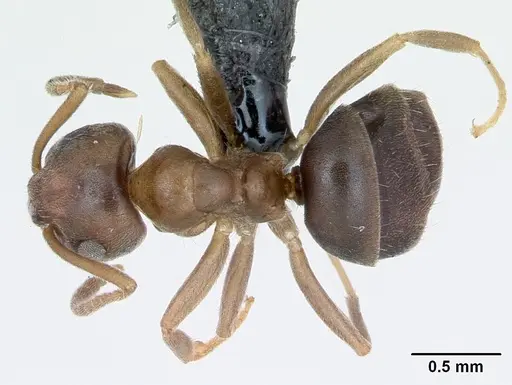 Lasius brunneus specimen CASENT0172717 image casent0172717_1