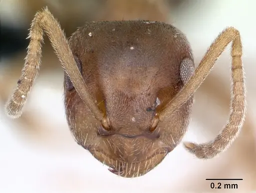 Lasius brunneus specimen CASENT0172717 image casent0172717_2