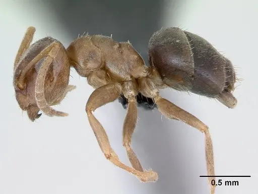 Lasius brunneus specimen CASENT0172717 image casent0172717_3
