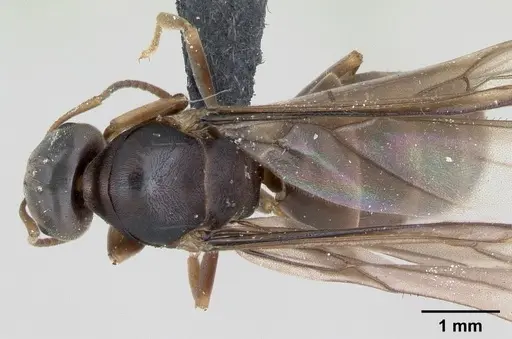 Lasius brunneus specimen CASENT0172745 image casent0172745_1