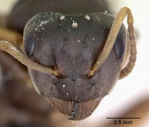 Lasius brunneus specimen CASENT0172745 image casent0172745_2
