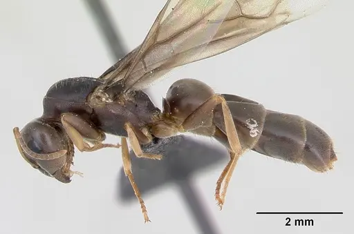 Lasius brunneus specimen CASENT0172745 image casent0172745_3