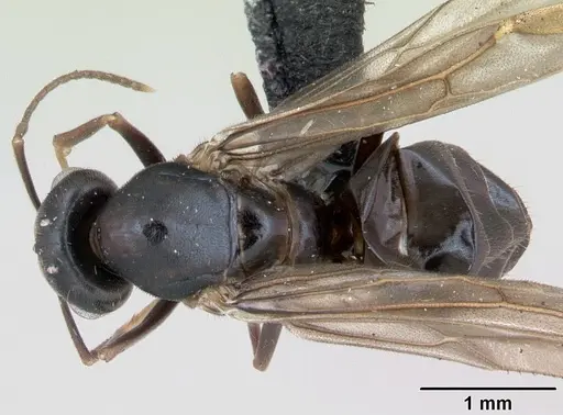 Lasius brunneus specimen CASENT0172746 image casent0172746_1