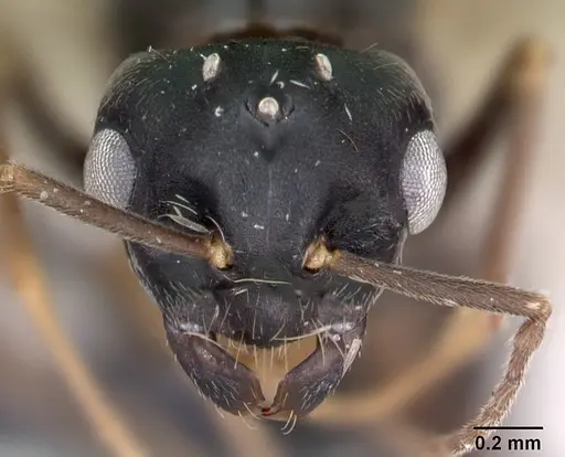 Lasius brunneus specimen CASENT0172746 image casent0172746_2