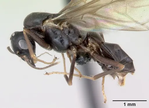 Lasius brunneus specimen CASENT0172746 image casent0172746_3