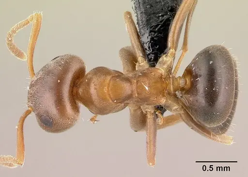 Lasius brunneus specimen CASENT0179886 image casent0179886_1