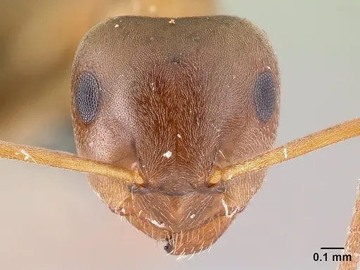 Lasius brunneus specimen CASENT0179886 image casent0179886_2