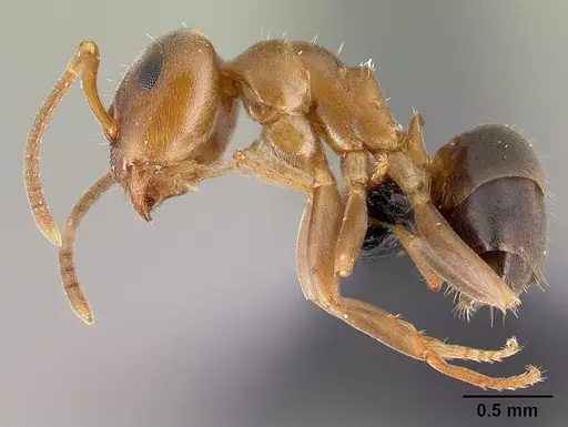 Lasius brunneus specimen CASENT0179886 image casent0179886_3