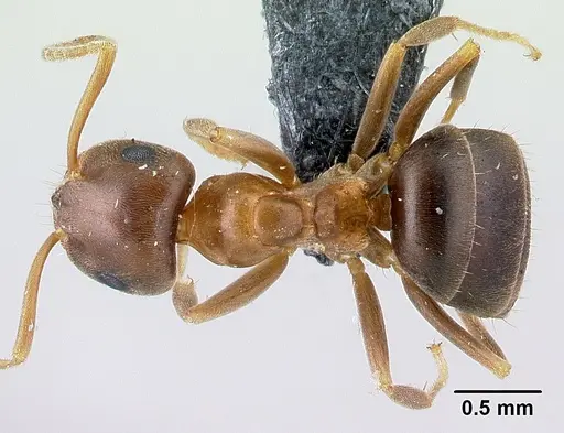 Lasius brunneus specimen CASENT0179917 image casent0179917_1
