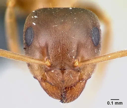 Lasius brunneus specimen CASENT0179917 image casent0179917_2