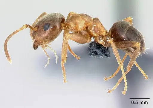 Lasius brunneus specimen CASENT0179917 image casent0179917_3