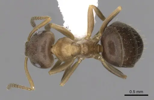 Lasius brunneus specimen CASENT0280440 image casent0280440_1
