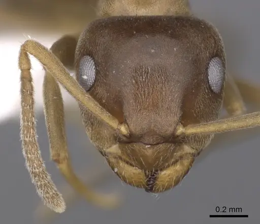 Lasius brunneus specimen CASENT0280440 image casent0280440_2