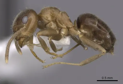 Lasius brunneus specimen CASENT0280440 image casent0280440_3