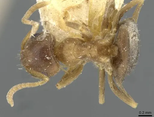 Lasius brunneus specimen CASENT0911044 image casent0911044_1