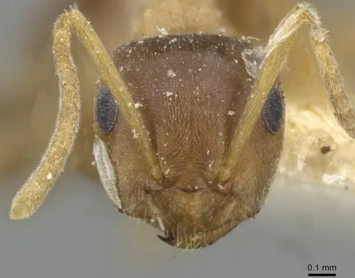 Lasius brunneus specimen CASENT0911044 image casent0911044_2