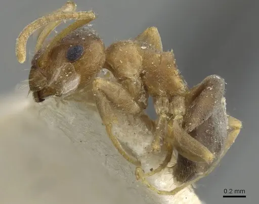 Lasius brunneus specimen CASENT0911044 image casent0911044_3
