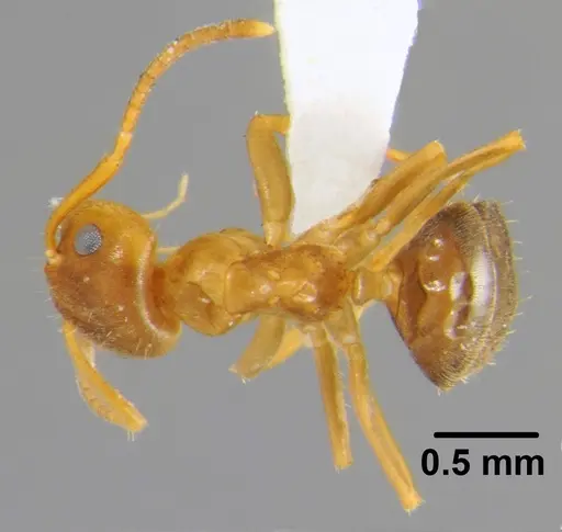 Lasius brunneus specimen CFH000052 image cfh000052_1
