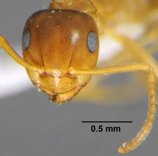 Lasius brunneus specimen CFH000052 image cfh000052_2