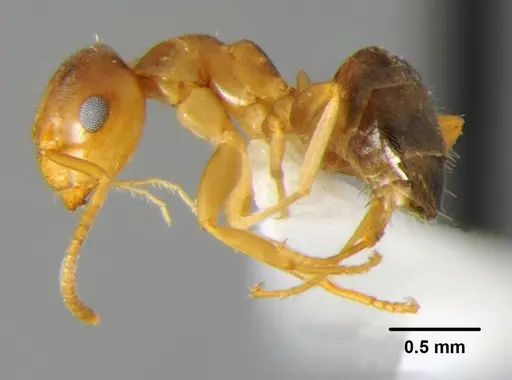 Lasius brunneus specimen CFH000052 image cfh000052_3