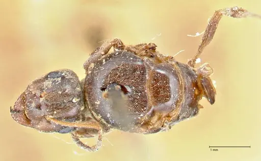 Lasius brunneus specimen FOCOL2737 image focol2737_1
