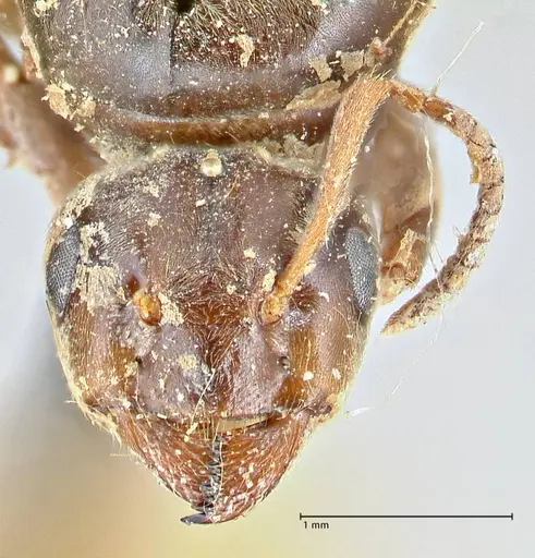Lasius brunneus specimen FOCOL2737 image focol2737_2