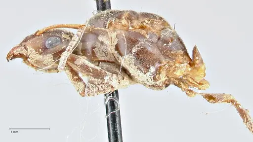 Lasius brunneus specimen FOCOL2737 image focol2737_3