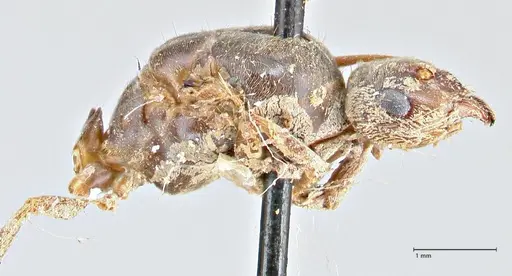 Lasius brunneus specimen FOCOL2737 image focol2737_4