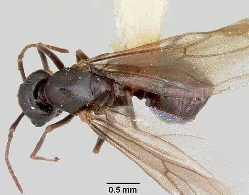 Lasius bureni specimen CASENT0103502 image casent0103502_1
