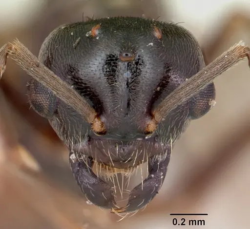 Lasius bureni specimen CASENT0103502 image casent0103502_2