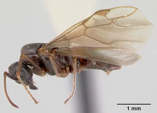 Lasius bureni specimen CASENT0103502 image casent0103502_3