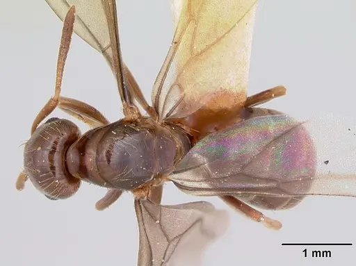 Lasius bureni specimen CASENT0103503 image casent0103503_1