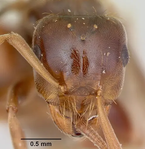 Lasius bureni specimen CASENT0103503 image casent0103503_2