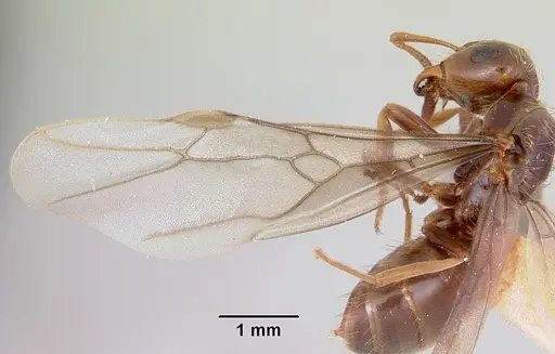 Lasius bureni specimen CASENT0103503 image casent0103503_4
