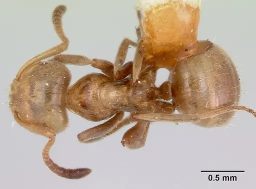 Lasius bureni specimen CASENT0105712 image casent0105712_1