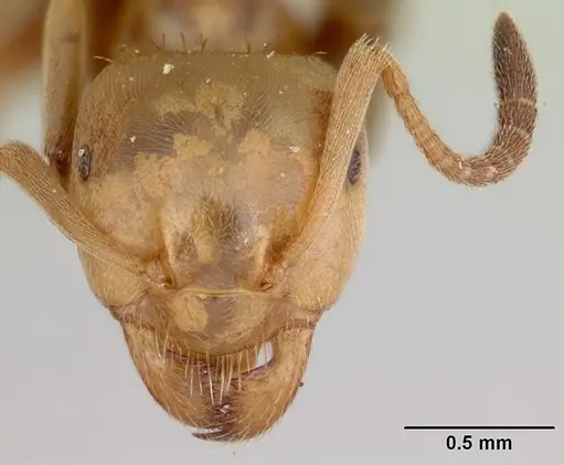 Lasius bureni specimen CASENT0105712 image casent0105712_2