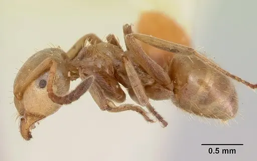 Lasius bureni specimen CASENT0105712 image casent0105712_3