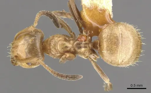 Lasius bureni specimen CASENT0903200 image casent0903200_1