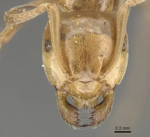 Lasius bureni specimen CASENT0903200 image casent0903200_2