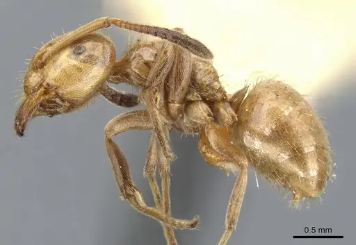 Lasius bureni specimen CASENT0903200 image casent0903200_3
