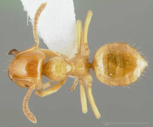 Lasius californicus specimen CASENT0005398 image casent0005398_1